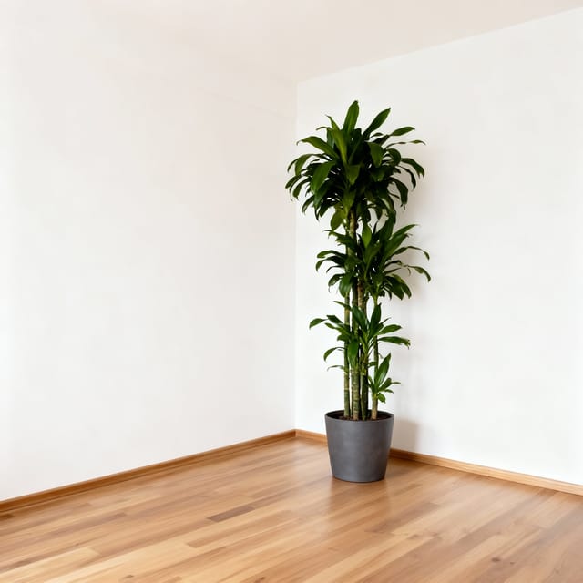 After transformation